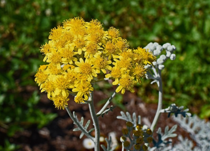 USA Plant jacobaea maritima