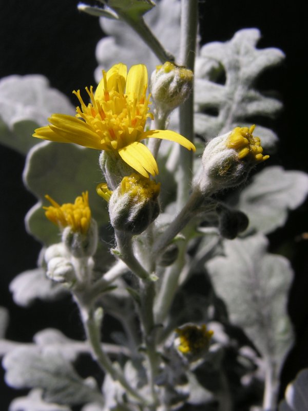 Senecio maritima