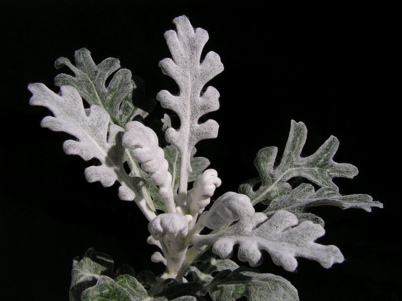 Цинерария Приморская cineraria maritima
