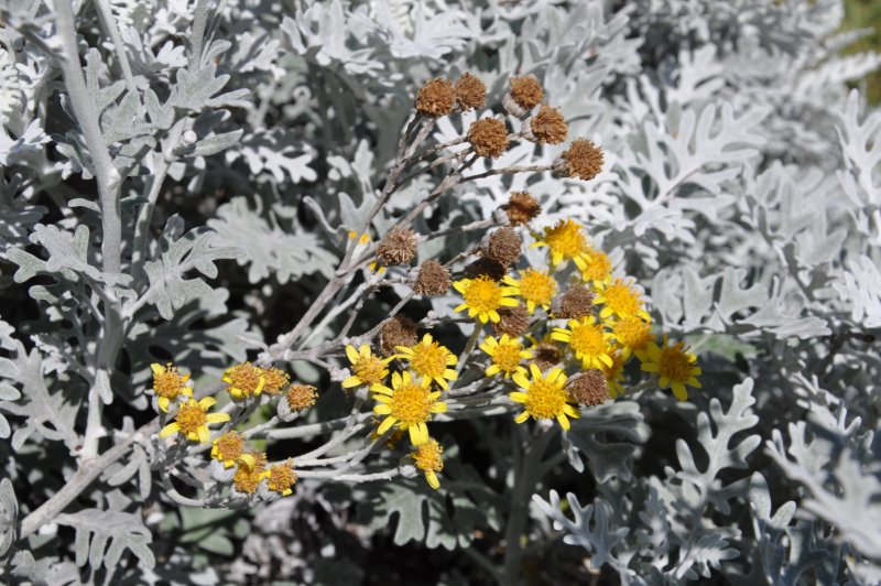 Цинерария Приморская (Senecio cineraria)