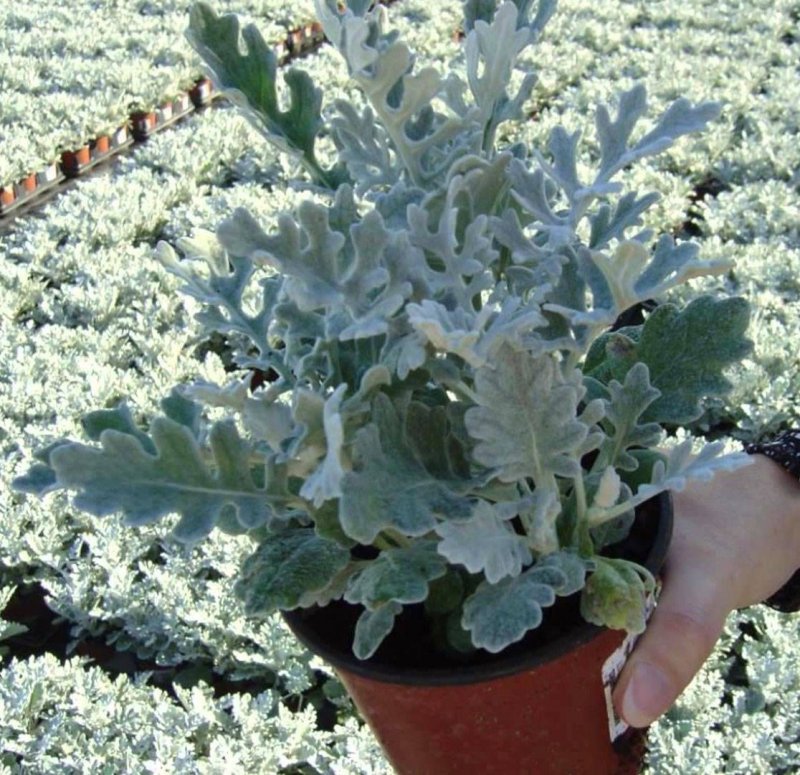 Цинерария (cineraria Senecio)