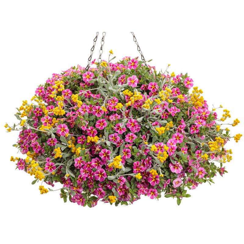 Калибрахоа Calita Compact Rose