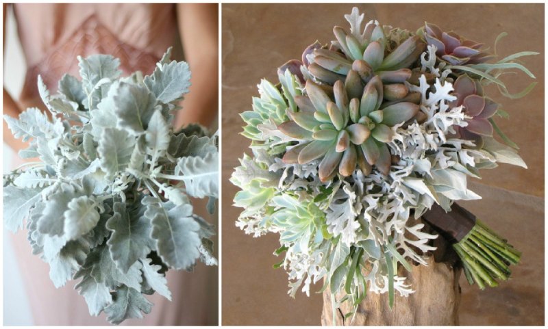 Цинерария Приморская cineraria maritima