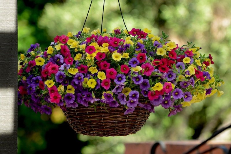 Петуния Littletunia Fuchsia