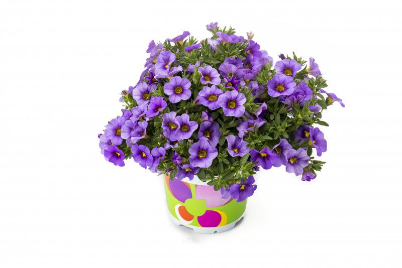 Калибрахоа Calitastic Aubergine Star