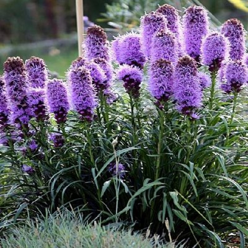 Liatris spicata