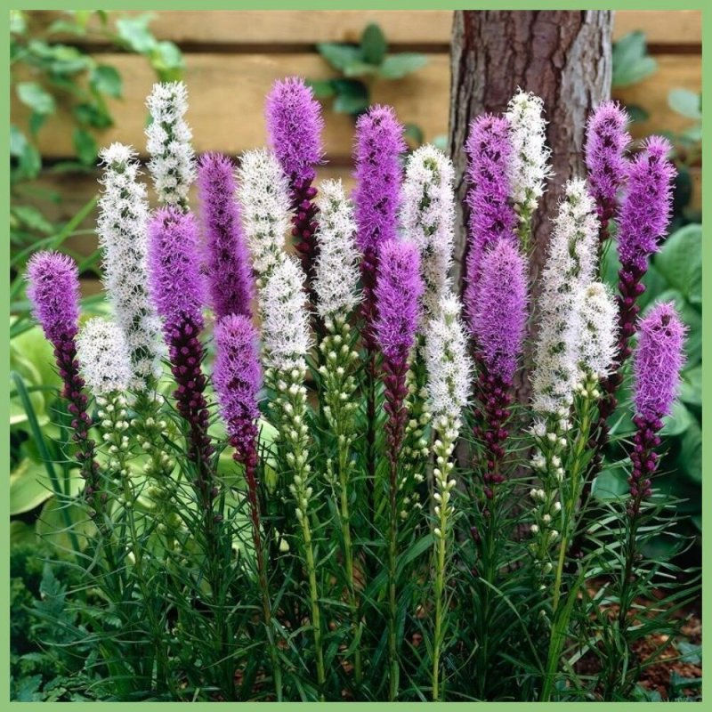 Лиатрис спиката spicata