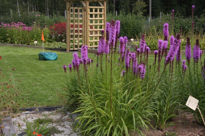 Лиатрис спиката spicata