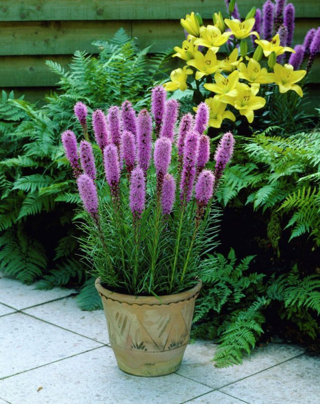 Лиатрис спиката spicata