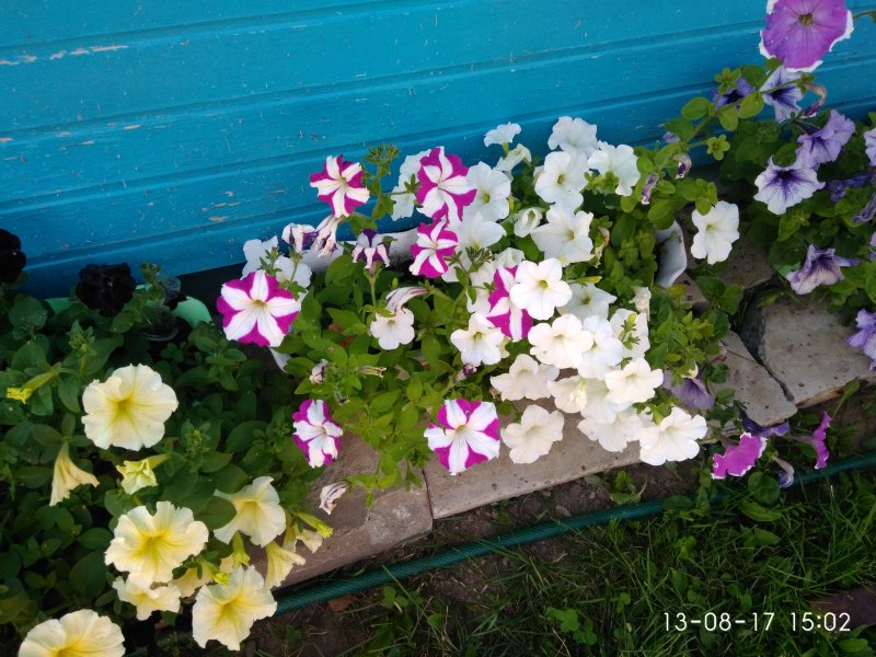 Бакопа ампельная