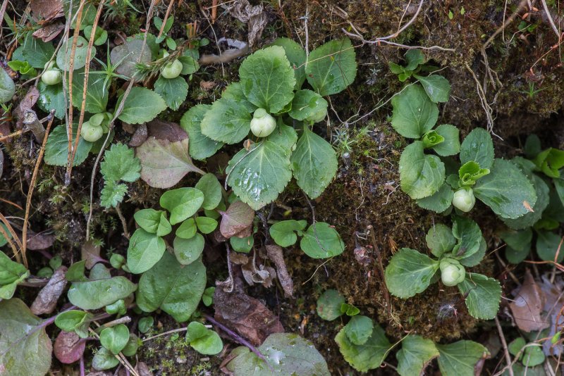 Lagotis uralensis