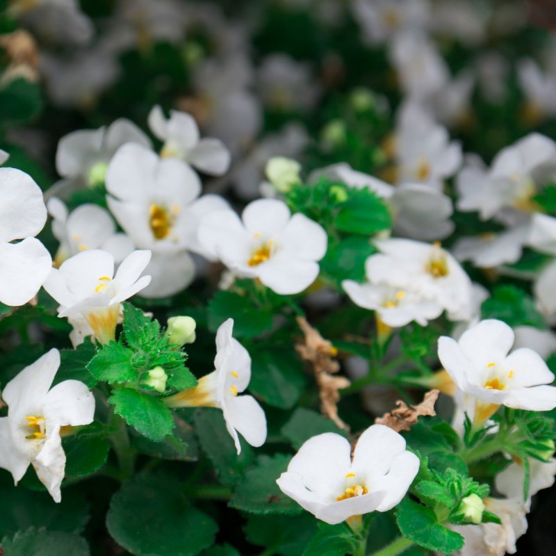 Бакопа Bacopa Betty Green