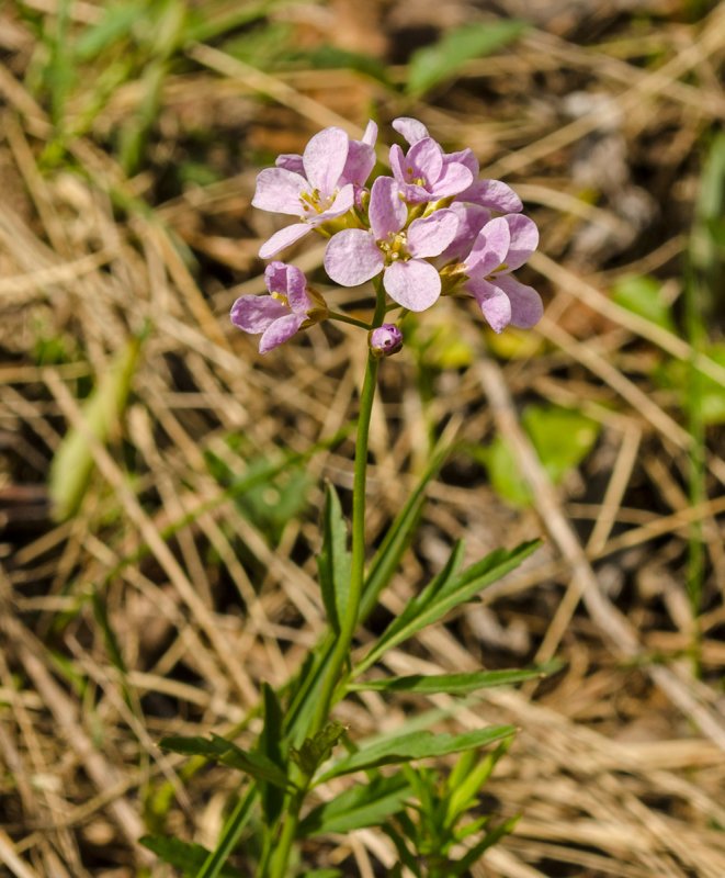Vicia sepium – горошек заборный