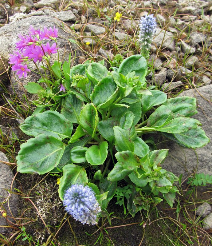 Astragalus Helmii Fisch. – Астрагал Гельма