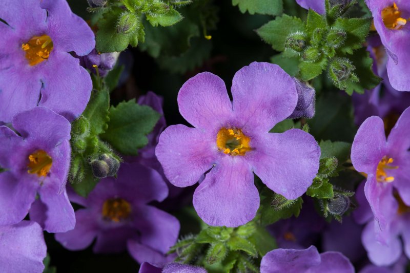 Бакопа Scopia Gulliver Violet