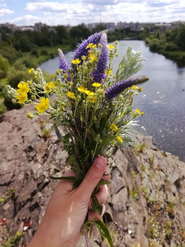 Астрагал эспарцетовый (Astragalus Onobrychis)
