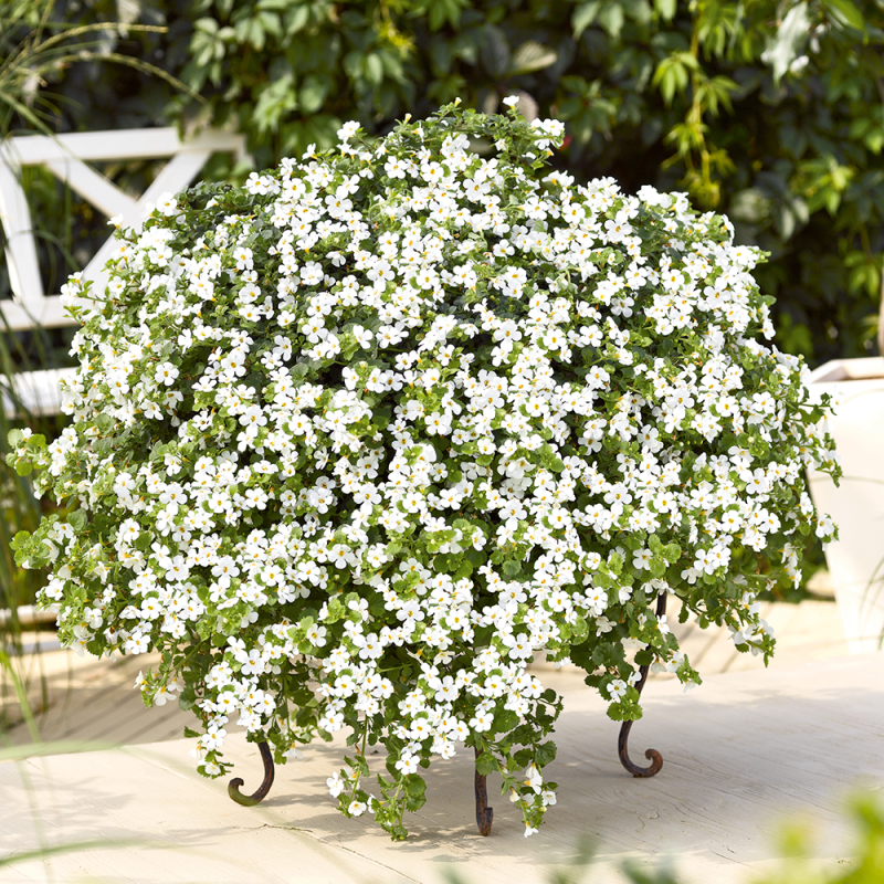 Бакопа Gulliver Dynamic White