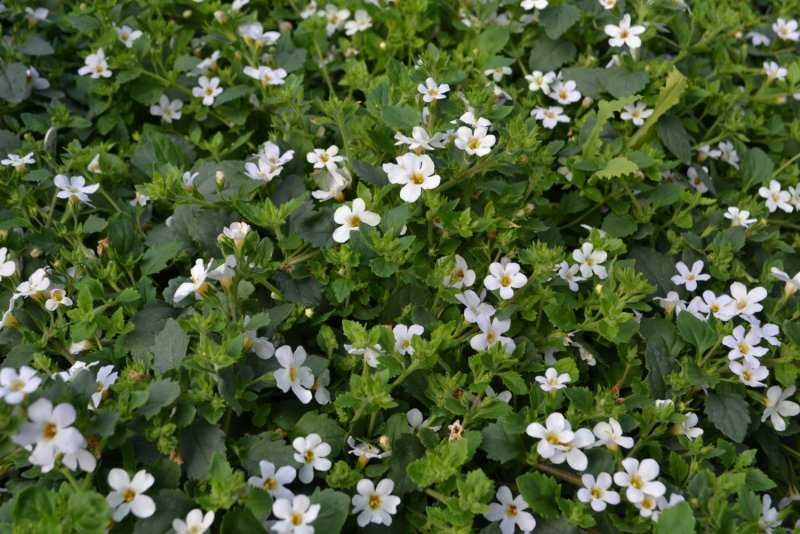 Бакопа Bacopa Snowtopia
