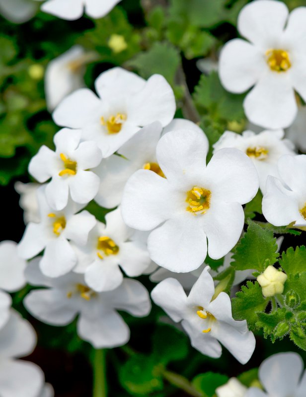 Бакопа Double Snowball White