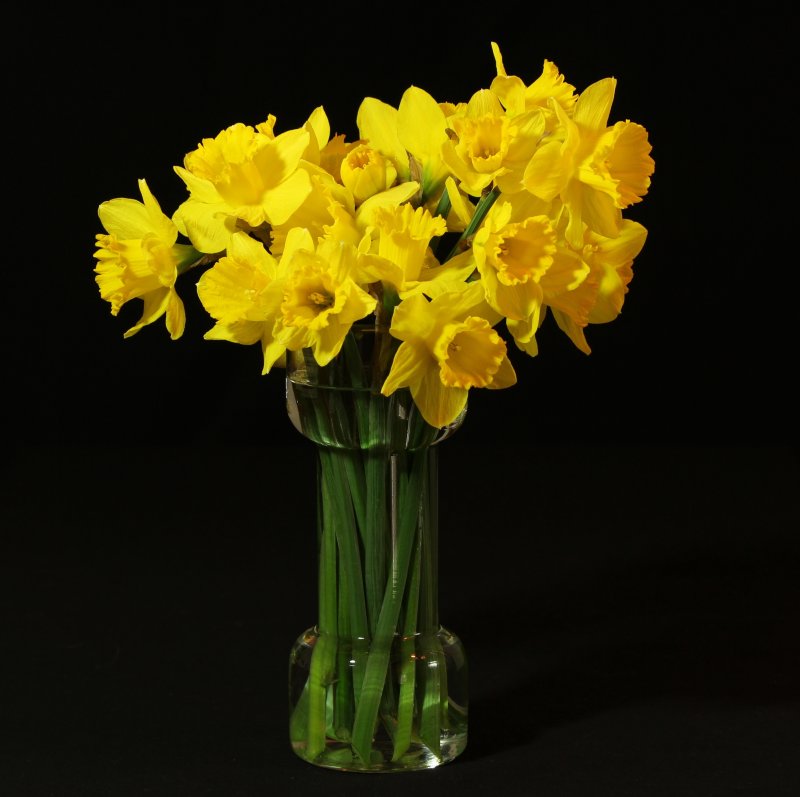 Нарцисс (Narcissus) срезка