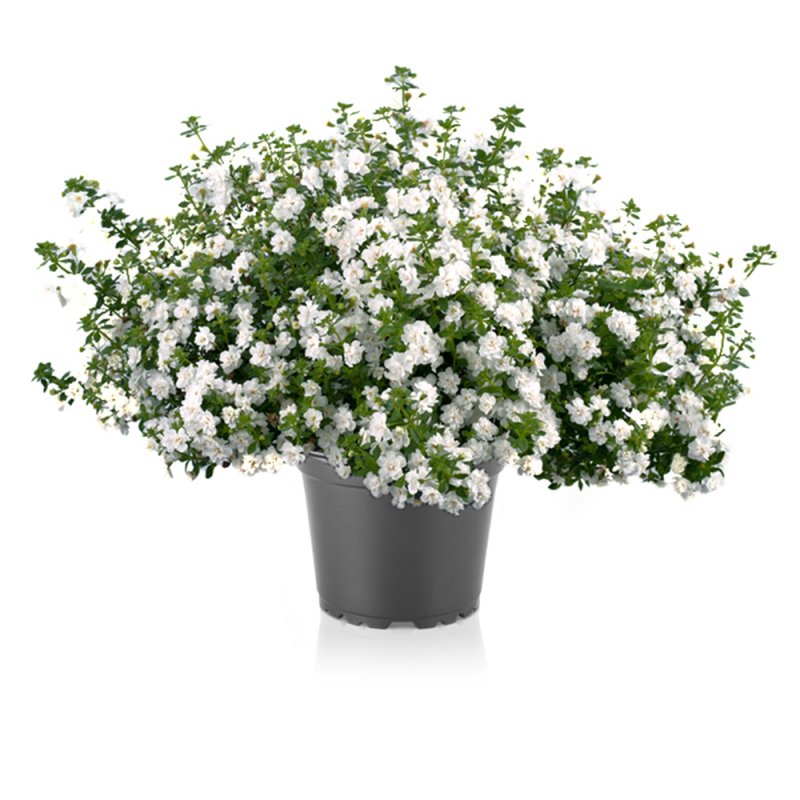 Бакопа Bacopa Arusha White
