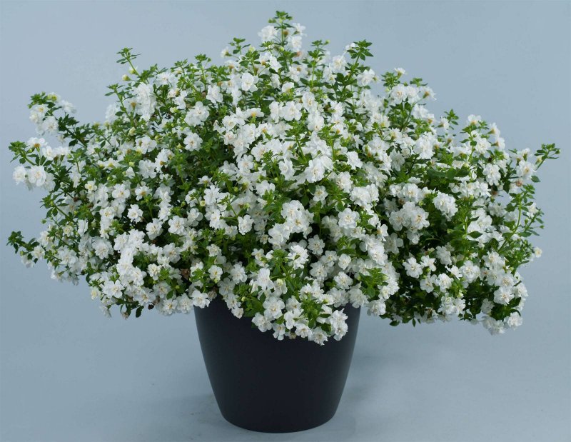 Бакопа Double Snowball White