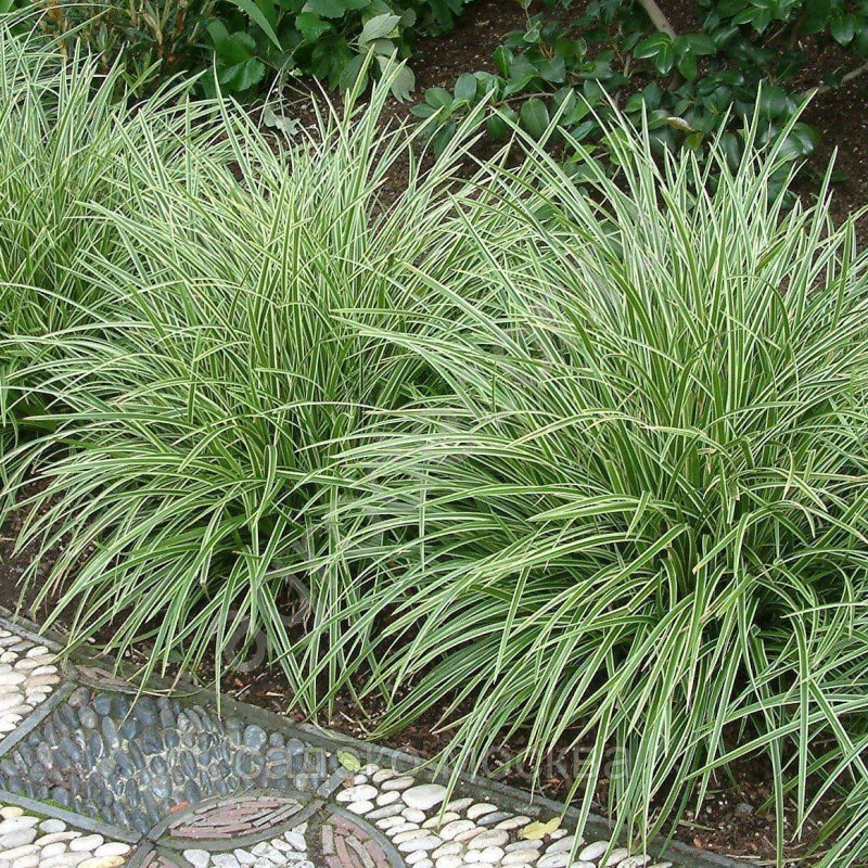 Осока Морроу (Carex morrowii `variegata`)