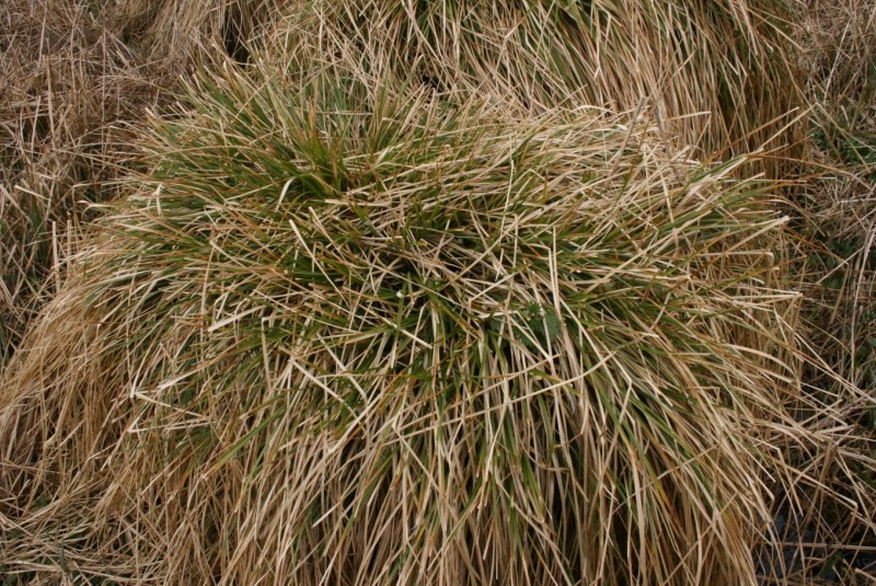 Осока Крылатая (Carex elata )