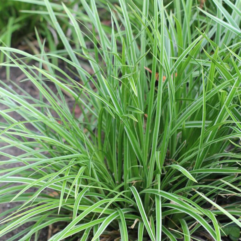 Осока Морроу (Carex morrowii `variegata`)