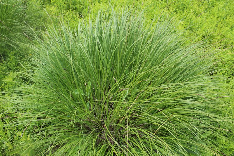 Осока гладконосая (Carex leiorhyncha)