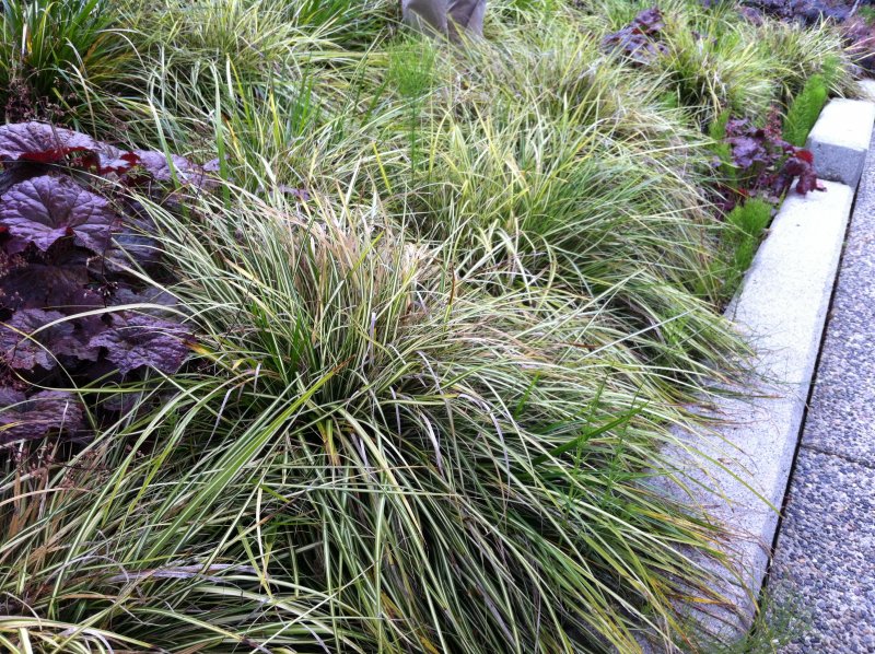 Осока Горная Carex Montana