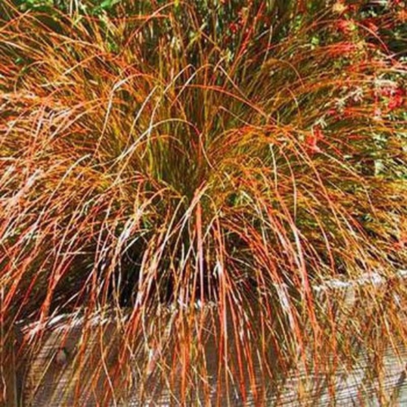Осока (Carex) Эверголд
