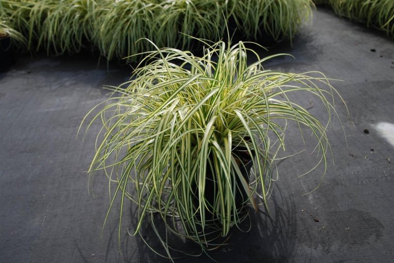 Осока Морроу (Carex morrowii )