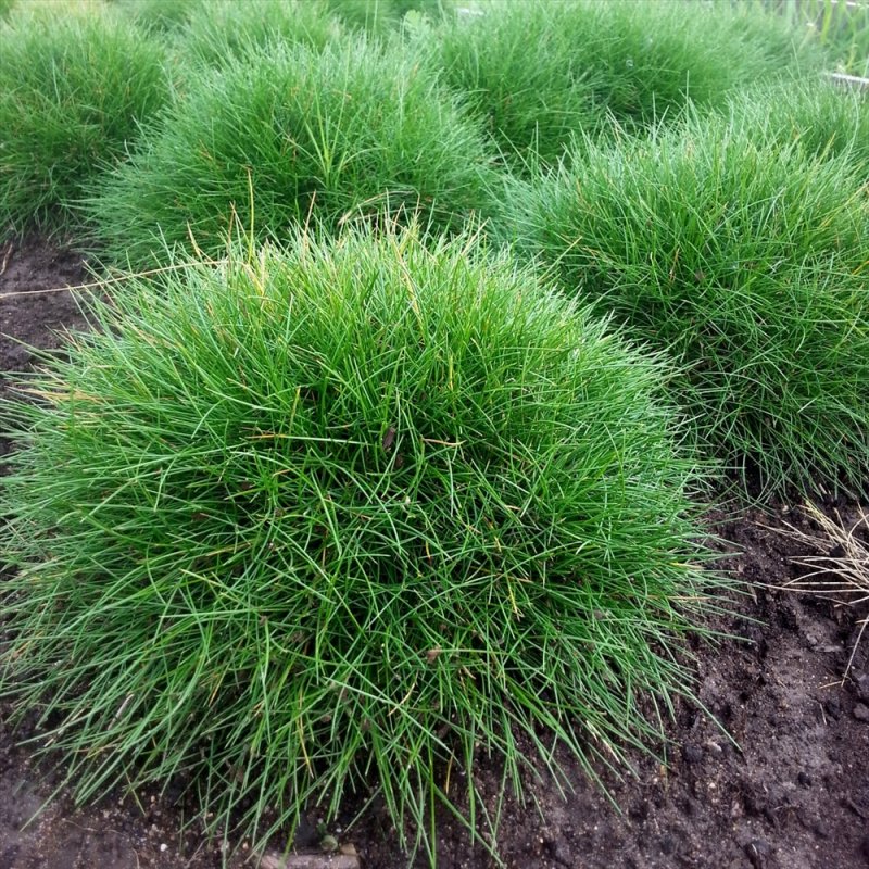 Овсяница Готье (Festuca Gautieri)