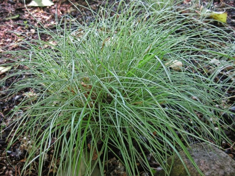 Осока Морроу (Carex morrowii `variegata`)