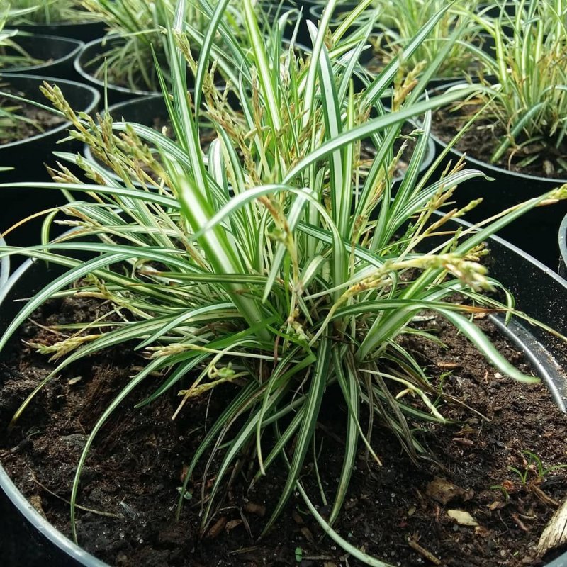Молиния тростниковая "variegata"