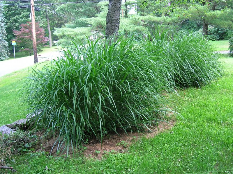 Carex remota с гортензией