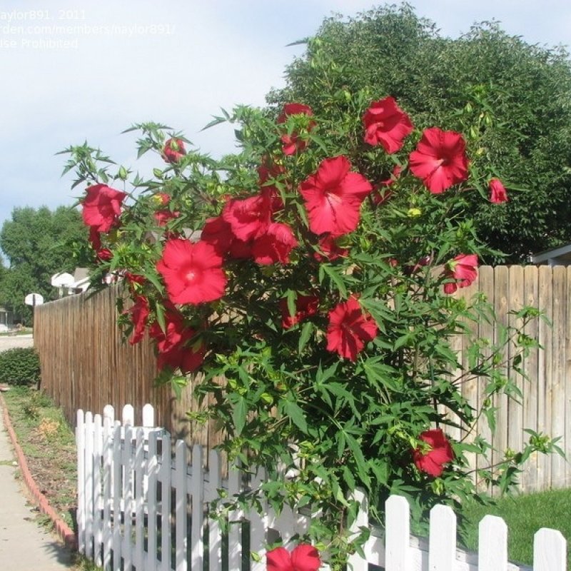 Королевский гибискус