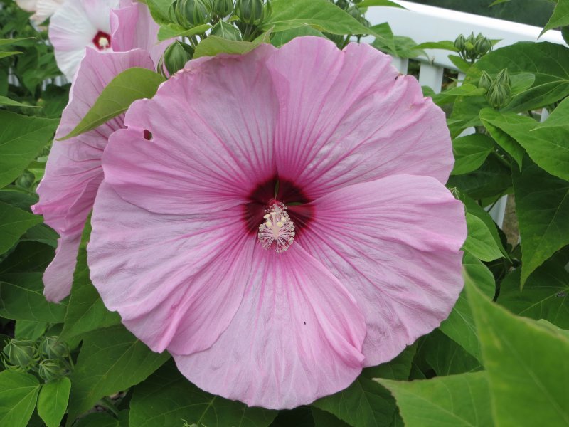Гибискус Hibiscus Plum Crazy