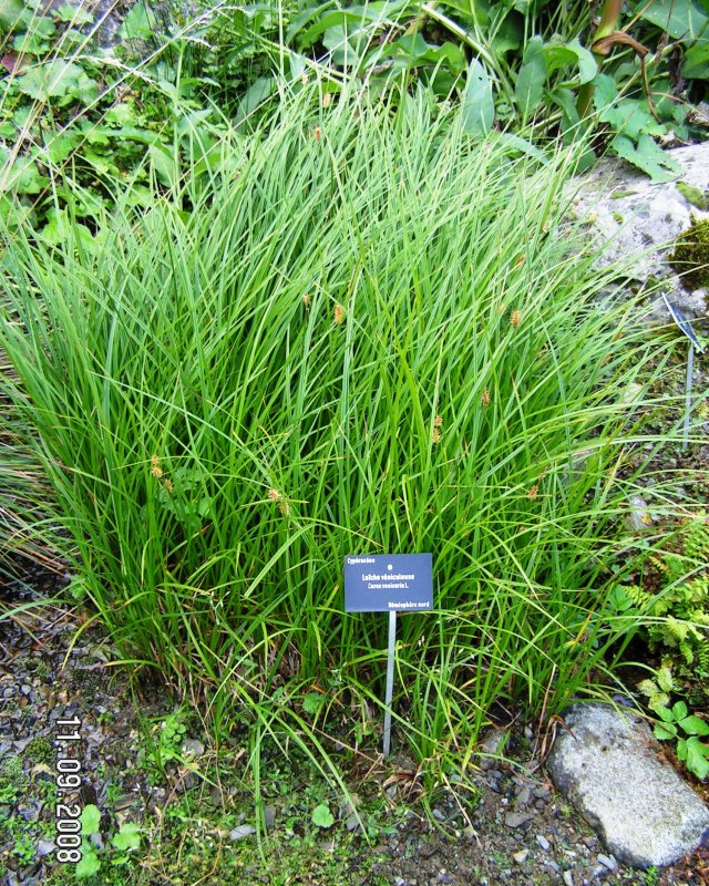 Carex digitata