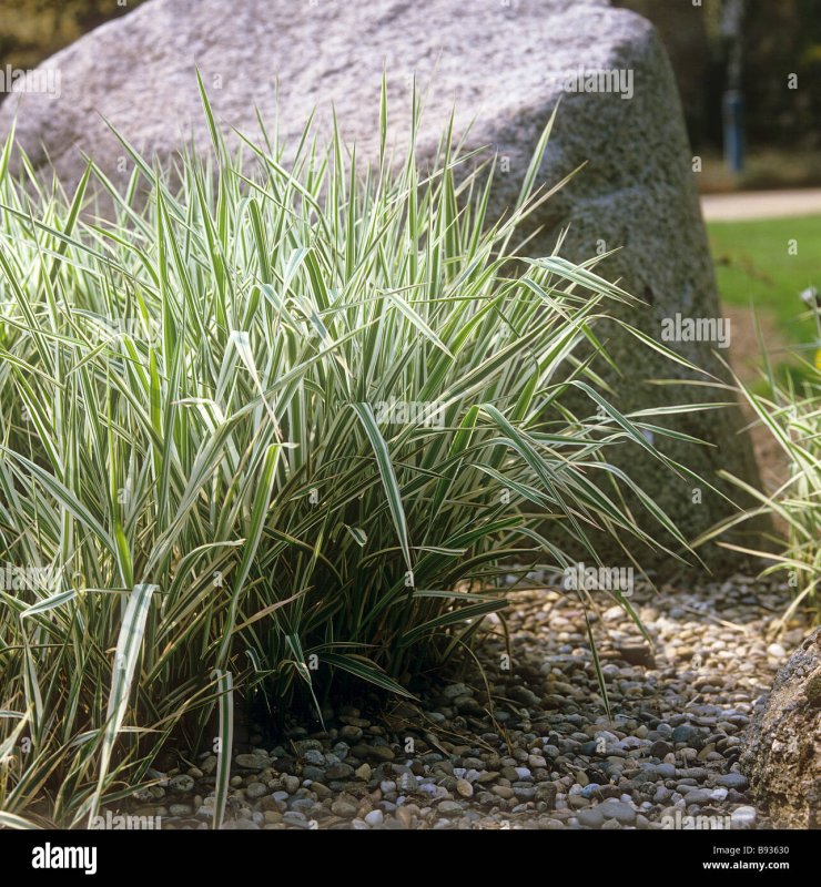 Осока розовая Carex rosea