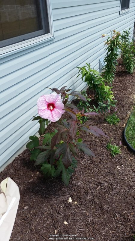 Hibiscus moscheutos Summer Spice