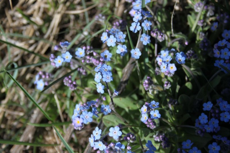Незабудка Чекановского Myosotis czekanowskii