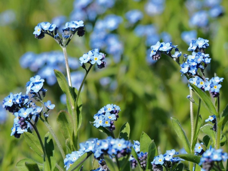 Myosotis czekanowskii