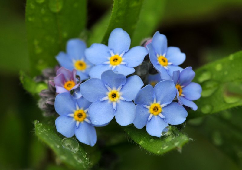 Незабудка Чекановского Myosotis czekanowskii
