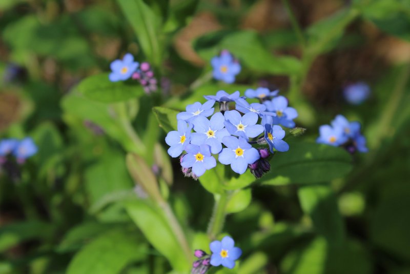 Незабудка Чекановского Myosotis czekanowskii