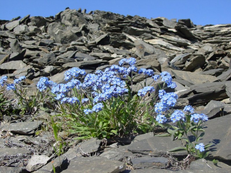 Незабудка Альпийская (Myosotis alpestris)