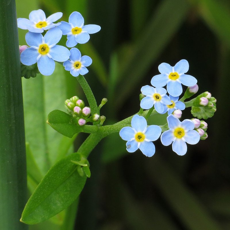 Незабудка Чекановского Myosotis czekanowskii