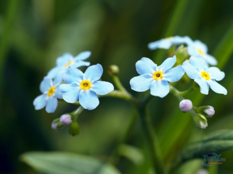 Незабудка Полевая (Myosotis arvensis)