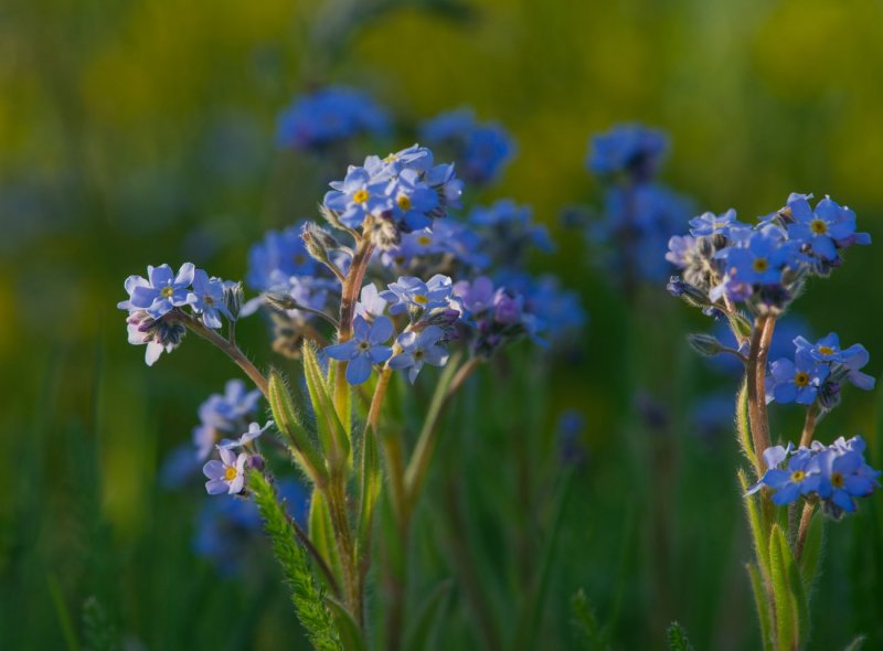 Незабудка Чекановского Myosotis czekanowskii